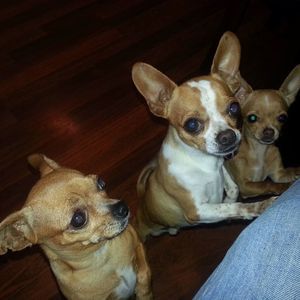 Meet your Posher, Victor